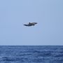 AirDolphin