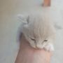 R-CAT